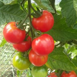 Ongaonga Red tomatoes