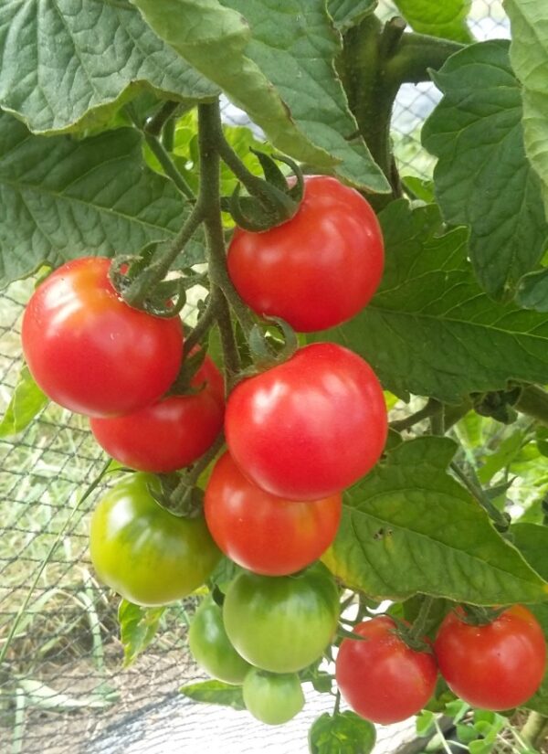 Ongaonga Red tomatoes