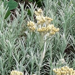 Helichrysum italicum, Curry plant