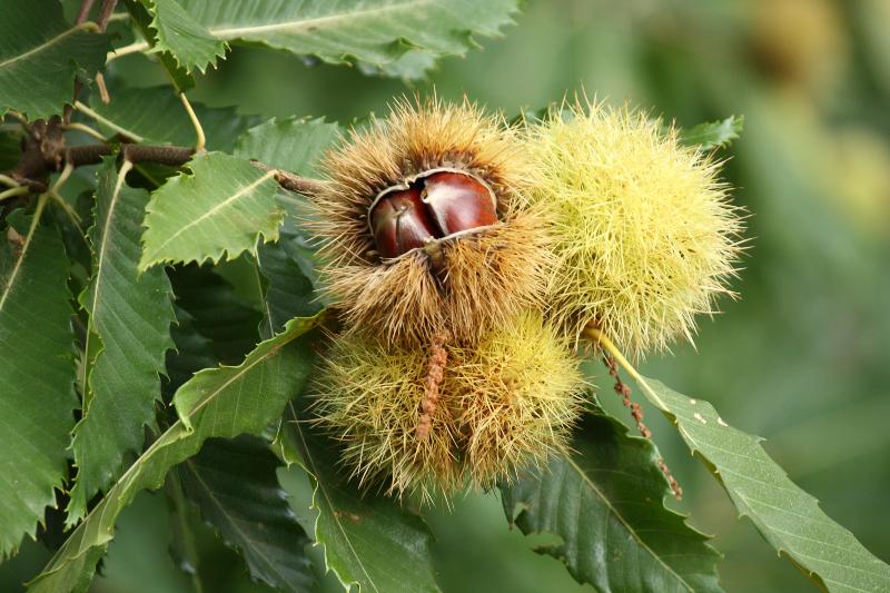 Castanea mollissima- Chinese sweet chestnut - Bee Haven Gardens