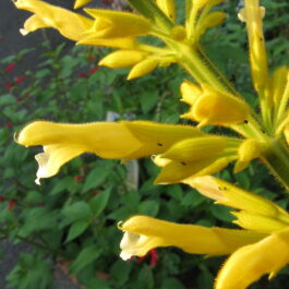 Salvia madrensis
