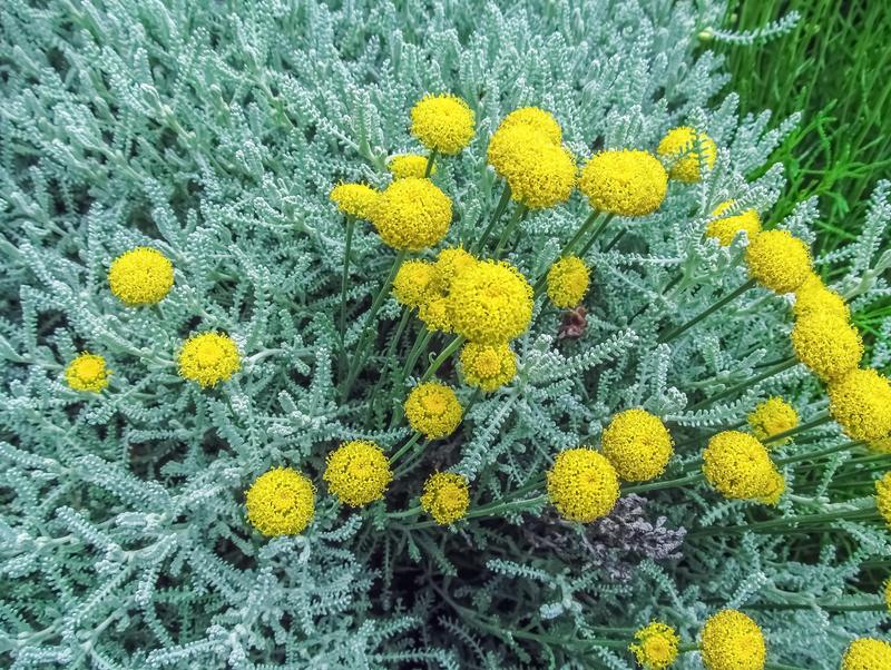 Santolina chamaecyparissus subsp. Tomentosa